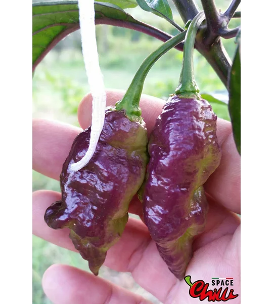 Lion Shark F7 (10+ Seeds)
