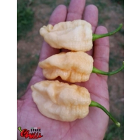 Whynot Peach F4 (10+ Seeds) Whynot Peach F4 (10+ Seeds)