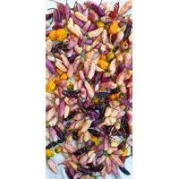 Lion Shark F7 (10+ Seeds) Lion Shark F7 (10+ Seeds)