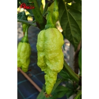 Gasoline F3 (10+ Seeds) Gasoline F3 (10+ Seeds)