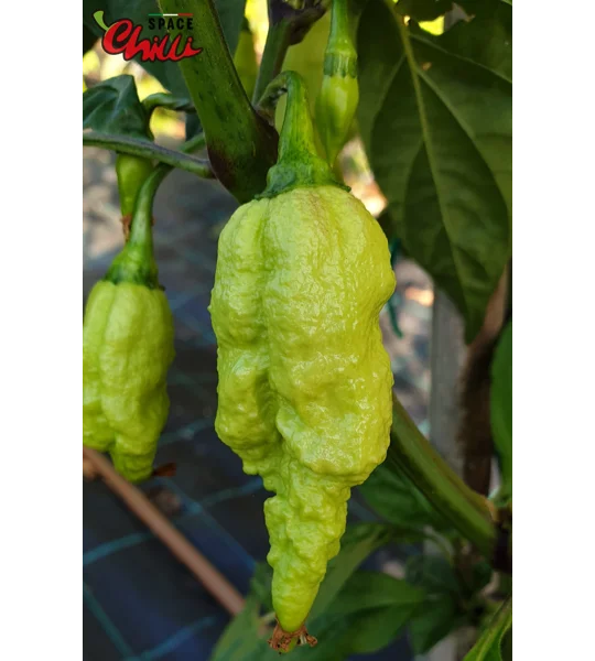 Gasoline F3 (10+ Seeds)