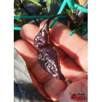 Red Shark F7 (10+ Seeds)