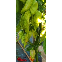 Gasoline F3 (10+ Seeds) Gasoline F3 (10+ Seeds)