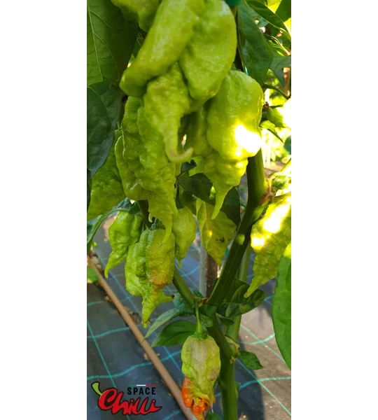 Gasoline F3 (10+ Seeds)