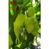 Gasoline F3 (10+ Seeds) Gasoline F3 (10+ Seeds)