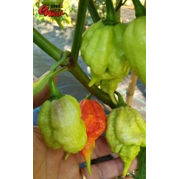 Gasoline F3 (10+ Seeds) Gasoline F3 (10+ Seeds)