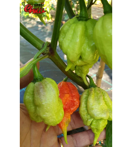 Gasoline F3 (10+ Seeds)