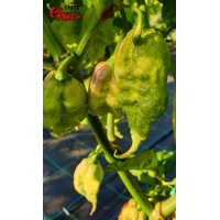 Gasoline F3 (10+ Seeds) Gasoline F3 (10+ Seeds)