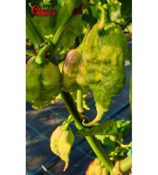 Gasoline F3 (10+ Seeds)