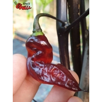 Red Shark F7 (10+ Seeds)