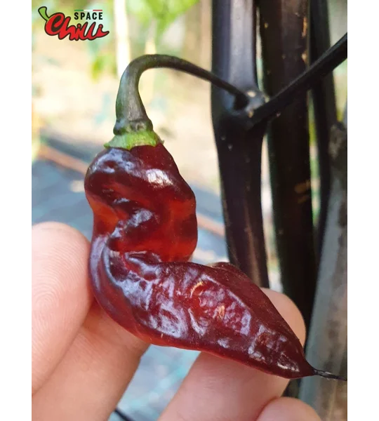 Red Shark F7 (10+ Seeds)