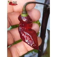 Red Shark F7 (10+ Seeds)