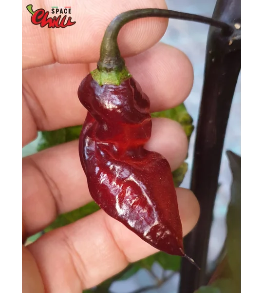 Red Shark F7 (10+ Seeds)