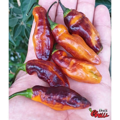 Orange Shark F7 (10+ Seeds) Orange Shark F7 (10+ Seeds)