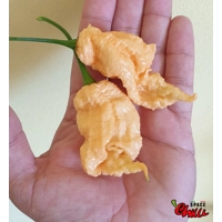 Euforia F8 (10+ Seeds) Euforia F8 (10+ Seeds)