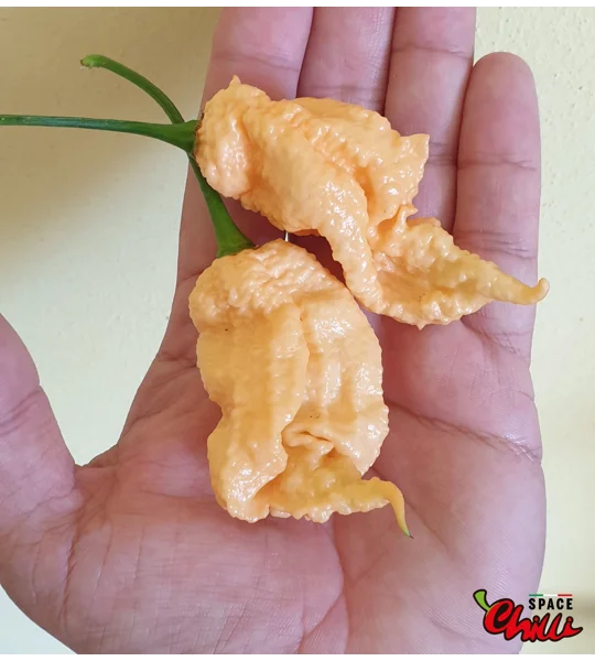 Euforia F8 (10+ Seeds)