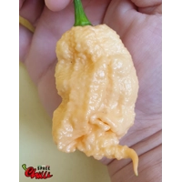 Euforia F8 (10+ Seeds) Euforia F8 (10+ Seeds)
