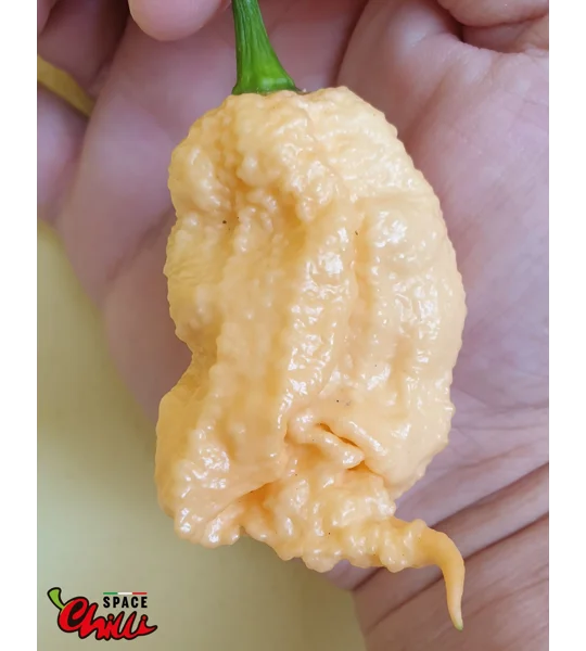 Euforia F8 (10+ Seeds)
