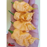 Euforia F8 (10+ Seeds) Euforia F8 (10+ Seeds)