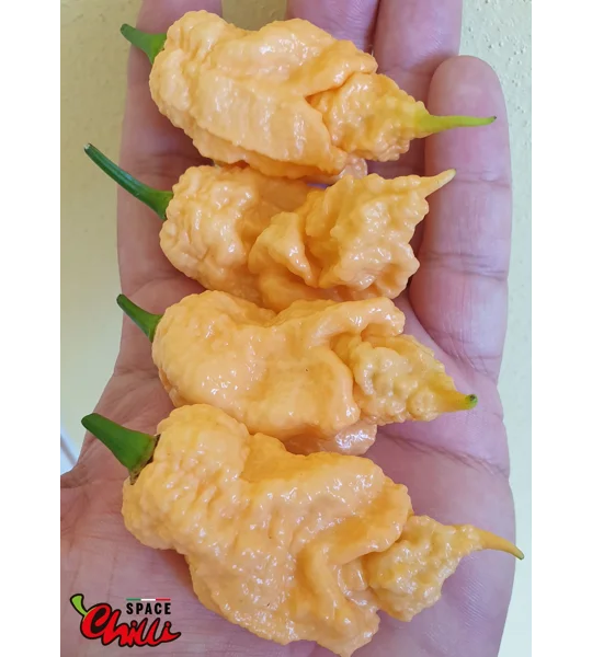 Euforia F8 (10+ Seeds)
