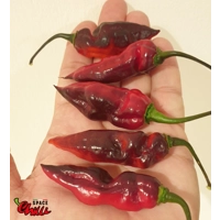 Red Shark F7 (10+ Seeds)