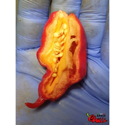 Gasoline F3 (10+ Seeds) Gasoline F3 (10+ Seeds)