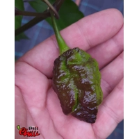 OVERKILL F4 (10+ Seeds) OVERKILL F4 (10+ Seeds)