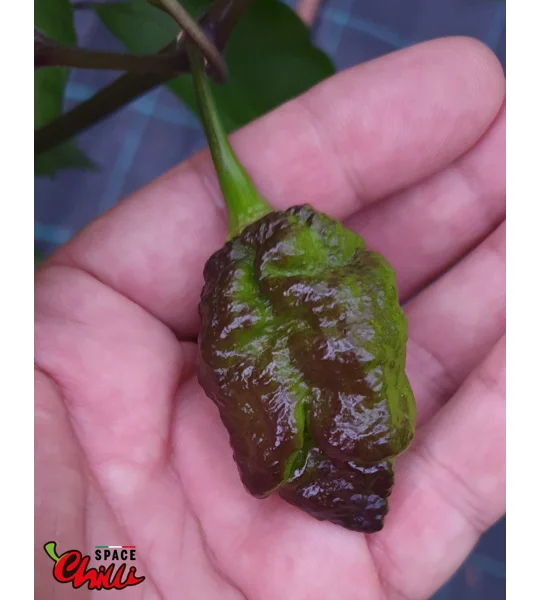 OVERKILL F4 (10+ Seeds)