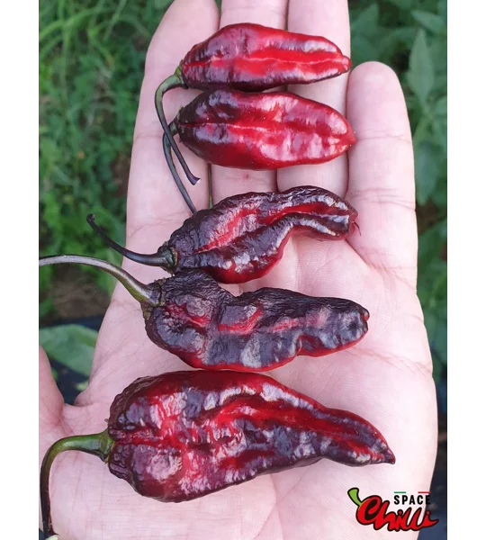 Leopard Reaper F8 (10+ Seeds)