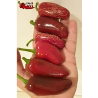 Jalapeno Space (10+ Seeds) Jalapeno Space (10+ Seeds)