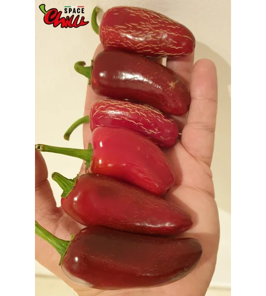 Jalapeno Space (10+ Seeds)