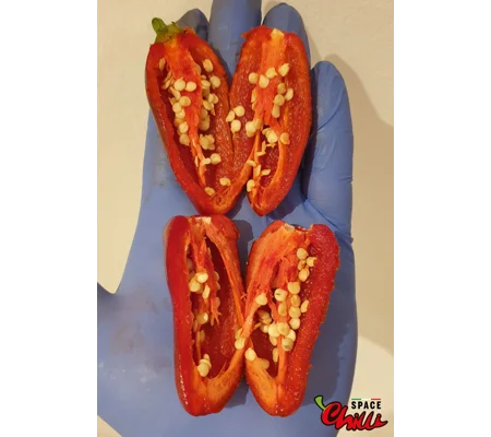 Jalapeno Space (10+ Seeds)