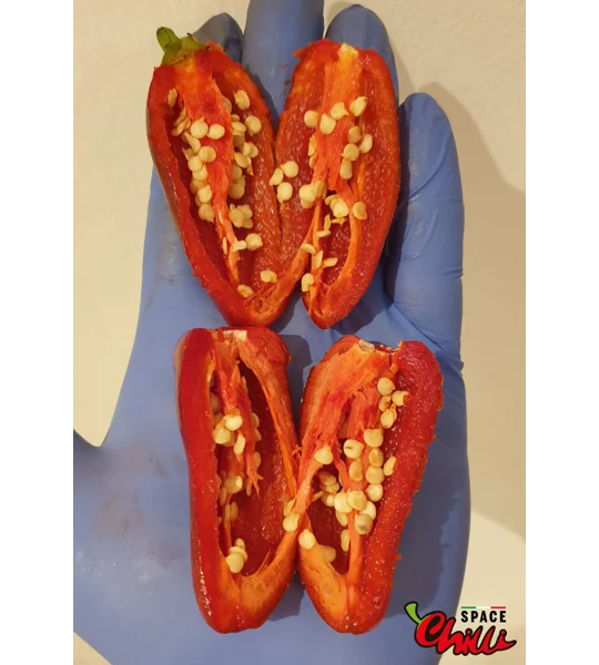 Jalapeno Space (10+ Seeds)