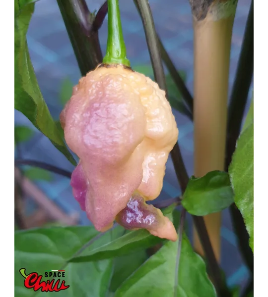 Reaper Sbagliato Purple Peach F8 (10+ Seeds)