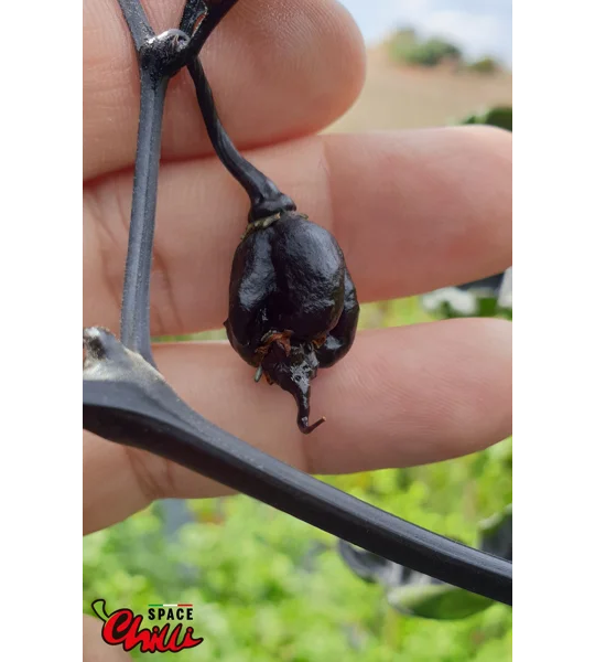 Leopard Reaper F8 (10+ Seeds)