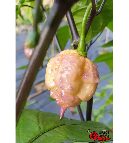 Reaper Sbagliato Purple Peach F8 (10+ Seeds)