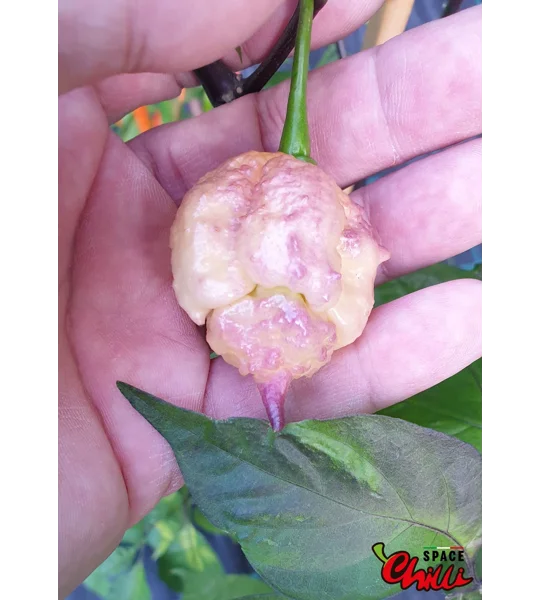 Reaper Sbagliato Purple Peach F8 (10+ Seeds)