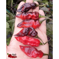 Red Shark F7 (10+ Seeds)