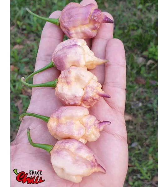 Reaper Sbagliato Purple Peach F8 (10+ Seeds)