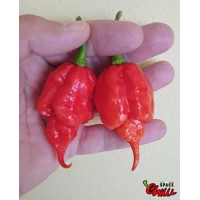 Gasoline F3 (10+ Seeds) Gasoline F3 (10+ Seeds)