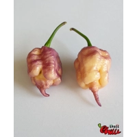 Reaper Sbagliato Purple Peach F8 (10+ Seeds) Reaper Sbagliato Purple Peach F8 (10+ Seeds)