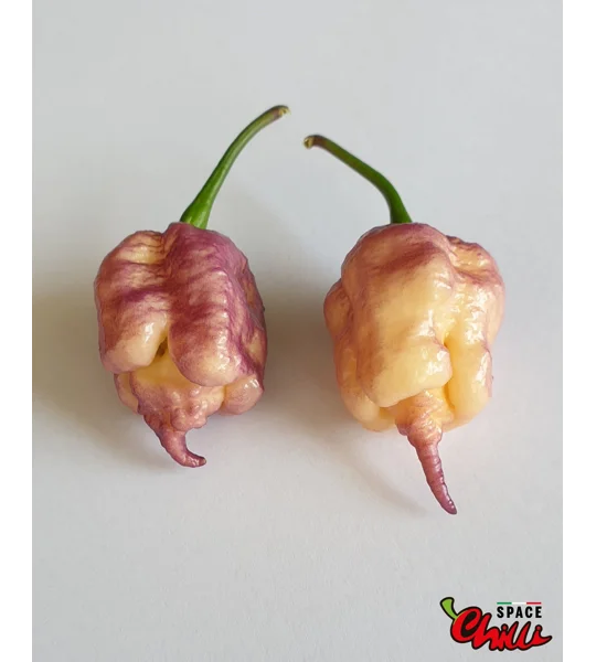 Reaper Sbagliato Purple Peach F8 (10+ Seeds)