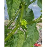 Adelante F1 (10+ Seeds) Adelante F1 (10+ Seeds)