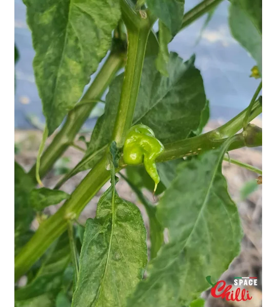 Adelante F1 (10+ Seeds)