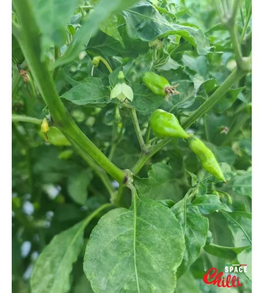 Adelante F1 (10+ Seeds)