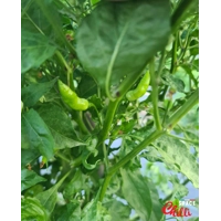 Adelante F1 (10+ Seeds) Adelante F1 (10+ Seeds)