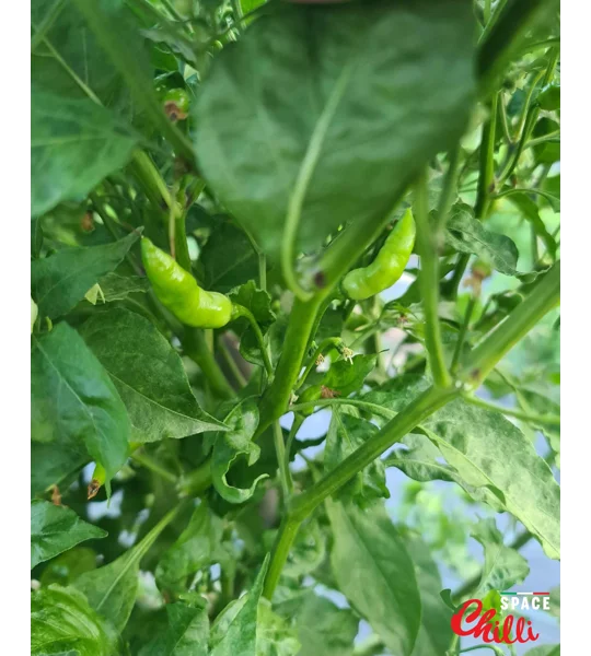 Adelante F1 (10+ Seeds)