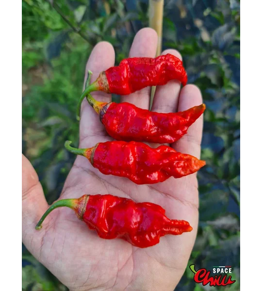 Adrenalina Red F5 (10+ Seeds)