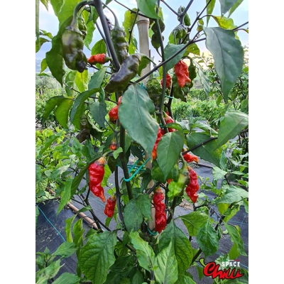 Adrenalina Red F5 (10+ Seeds) Adrenalina Red F5 (10+ Seeds)