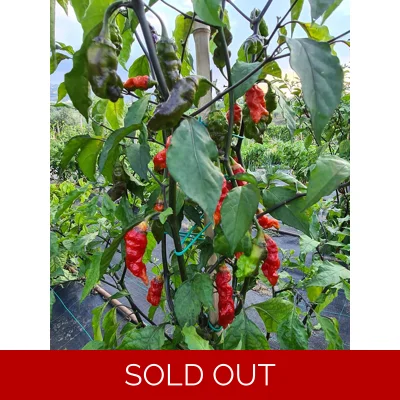 Adrenalina Red F5 (10+ Seeds)